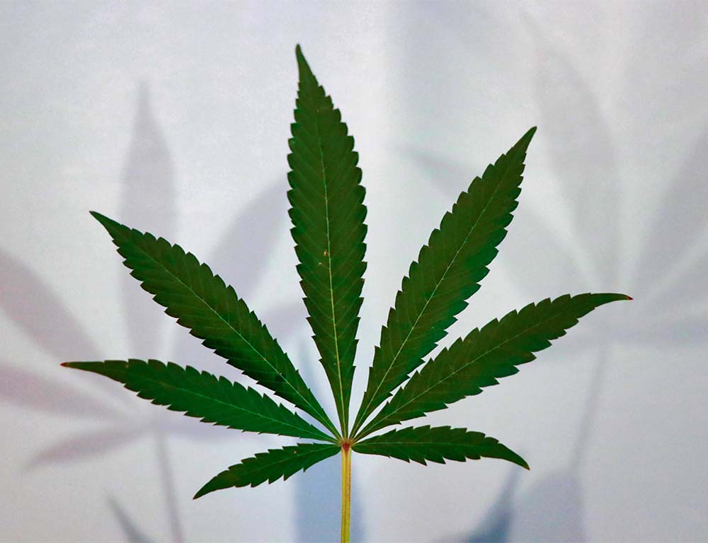 A green marijuana leaf leading to a felony marijuana possession charge in Metro Atlanta.